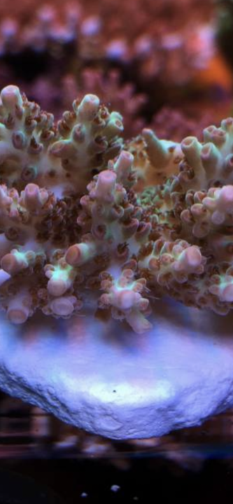 B4033B16-C36B-4A91-886D-475BF6964C35.png
