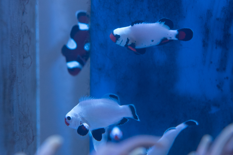 Baby Clowns-3.jpg