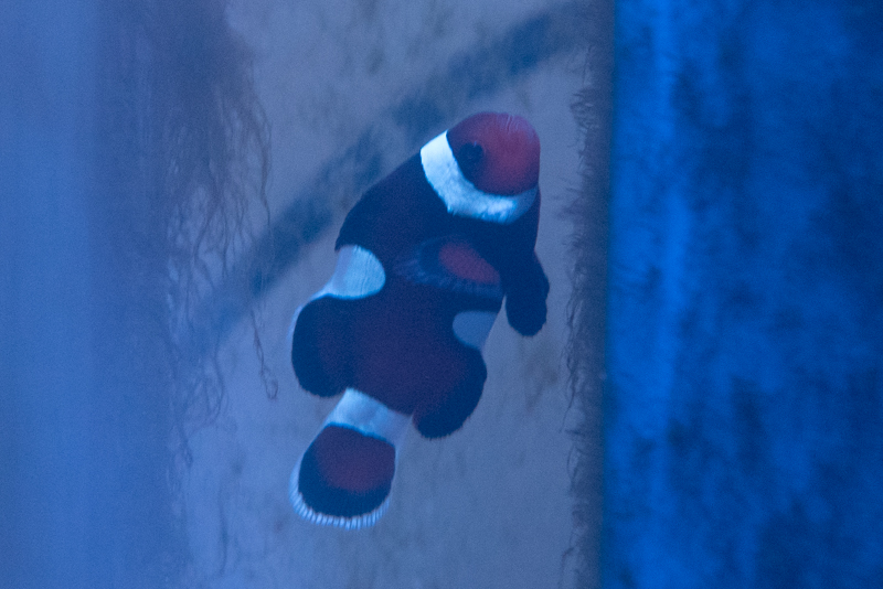 Baby Clowns-7.jpg