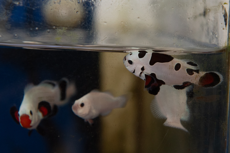 Baby Clowns-9.jpg