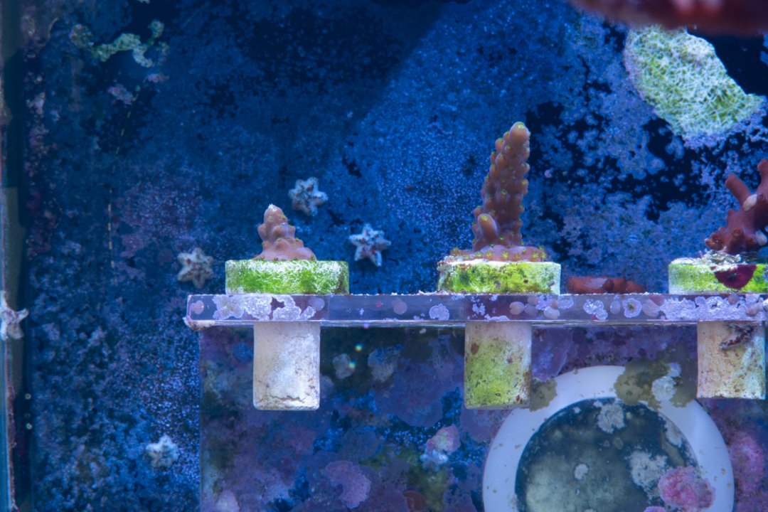 basai frags.jpg