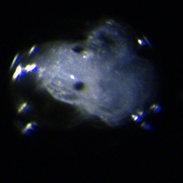Berghia_Larva_14.gif