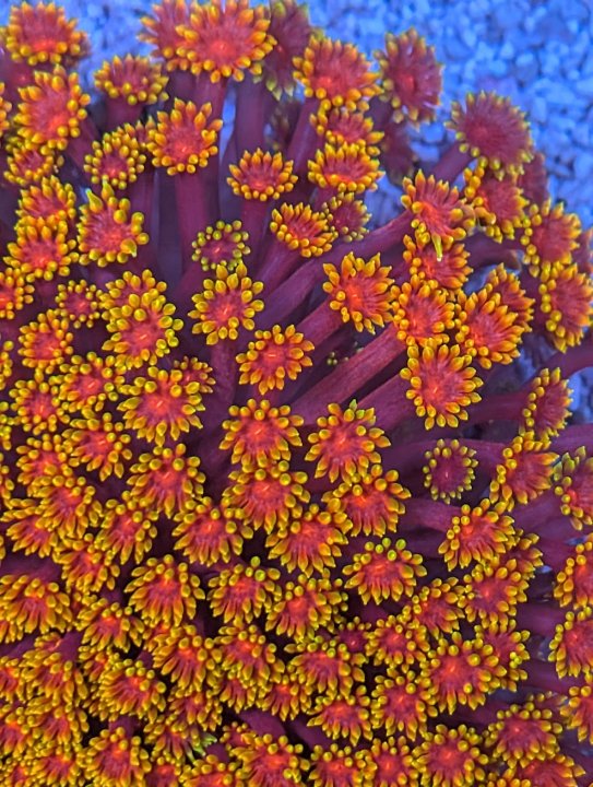 Bernadpora Detail.jpg