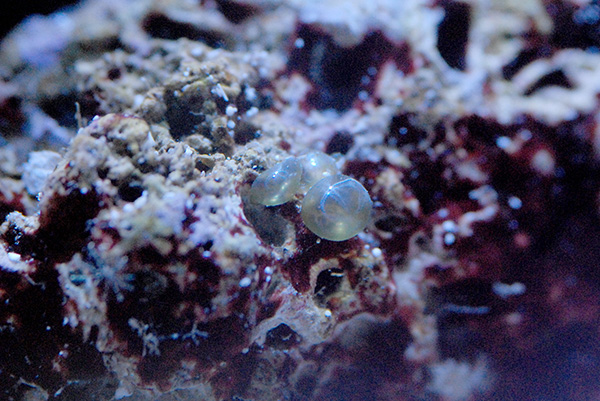 bubble.jpg