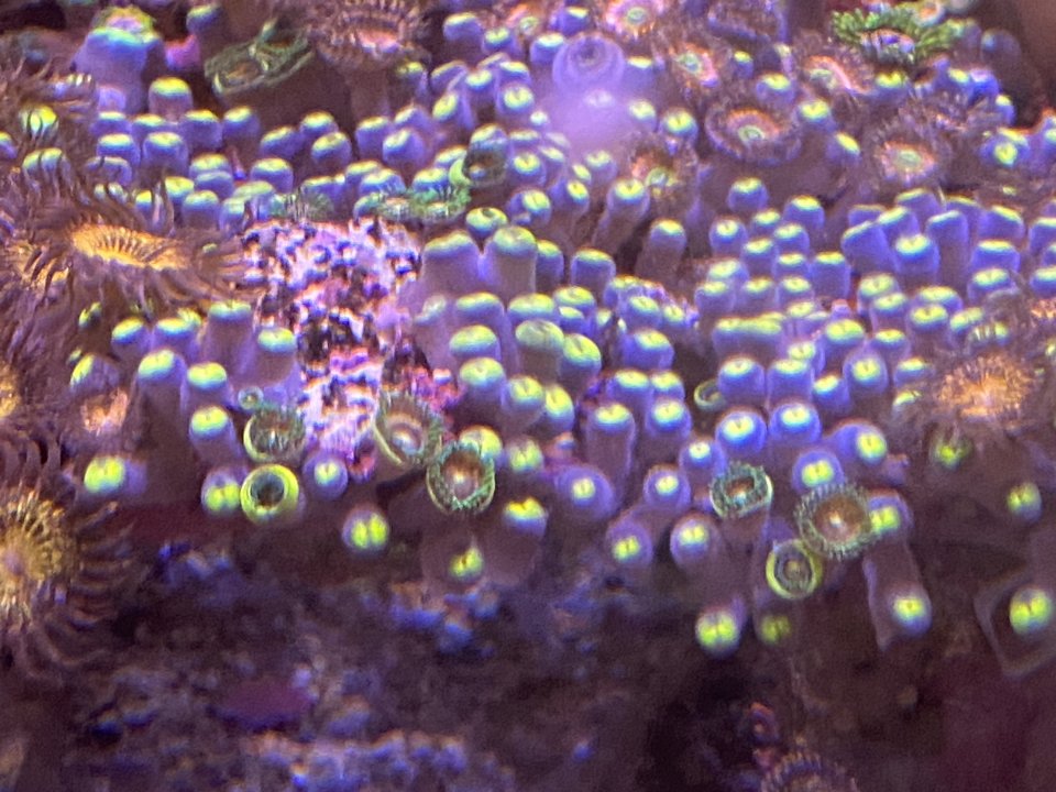 C557F3A2-D6C4-492A-ACA3-1AF4345B33B1.jpeg