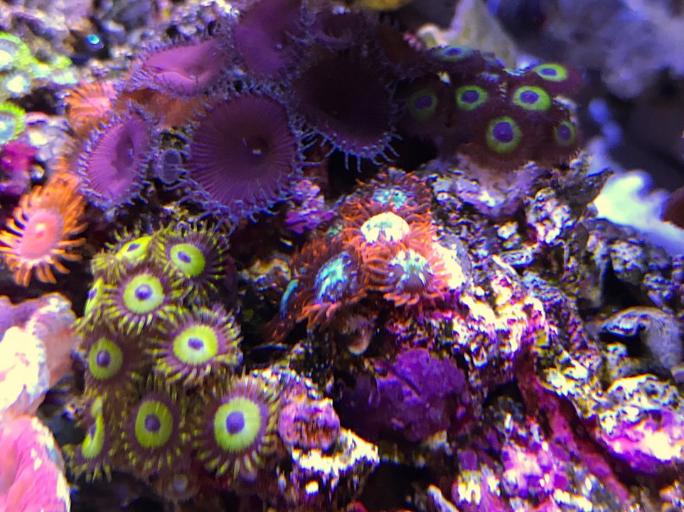 C5931A31-A5D5-4883-BCDB-82D9E2477B51.jpeg