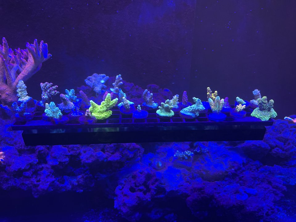 C6505C7D-49D5-4172-8F80-FDF055BD2ACD.jpeg