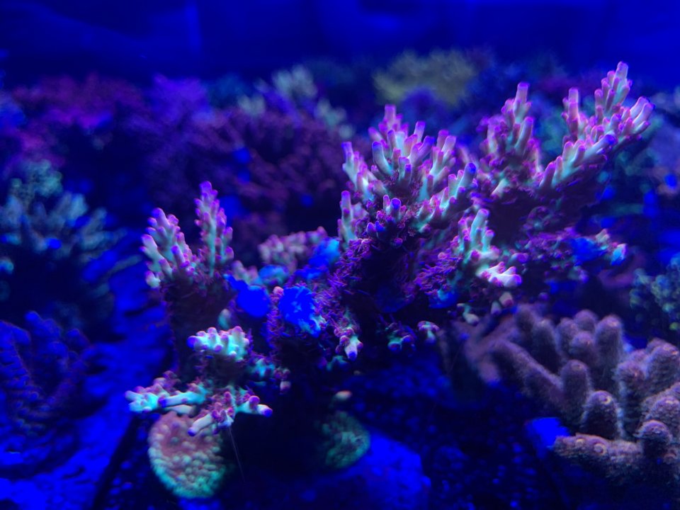 CA4BF6C0-1C9F-40F8-996E-C4149D35F4A7.jpeg