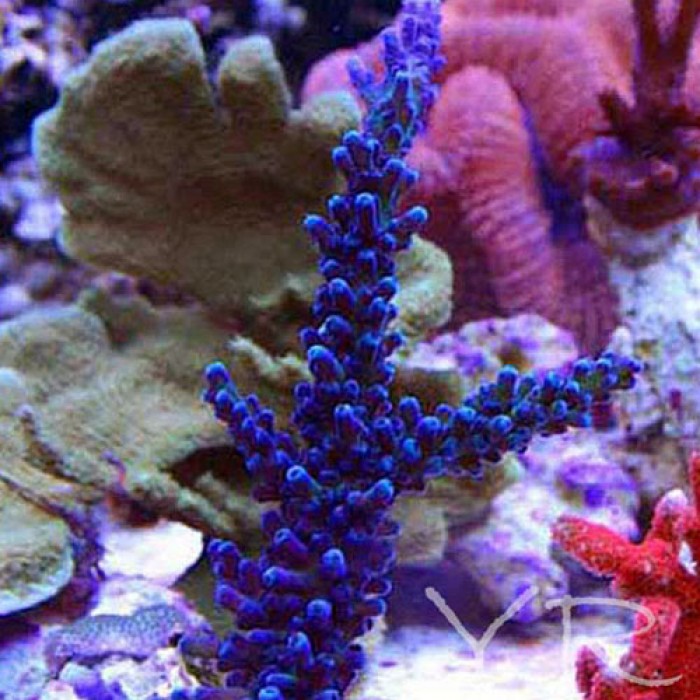 cali-blue-tort-68-700x700.jpg