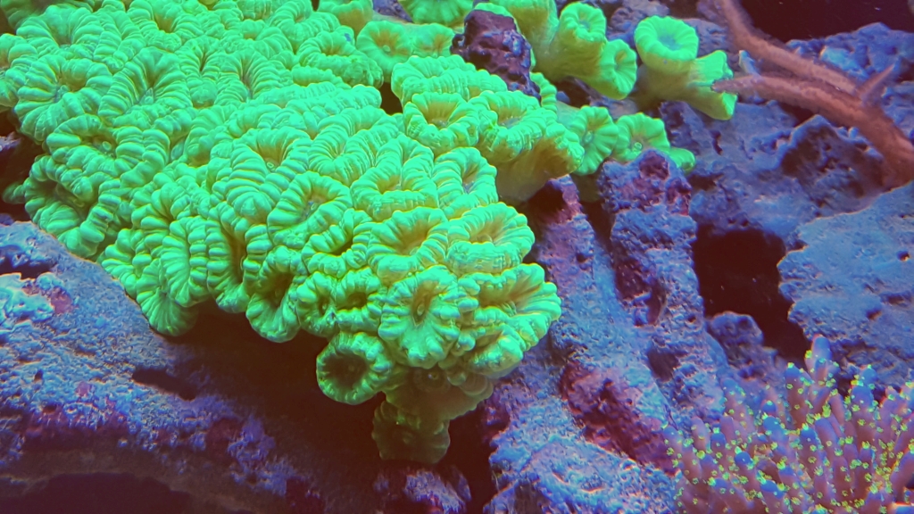 candy_cane_neon.jpg
