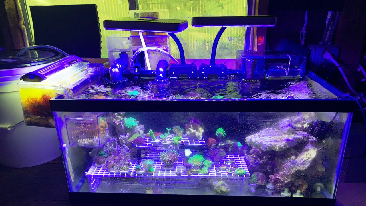Breeder tank hot sale