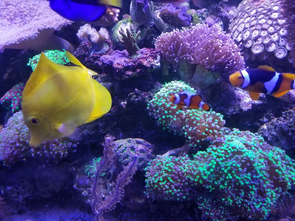 center of tank.jpg
