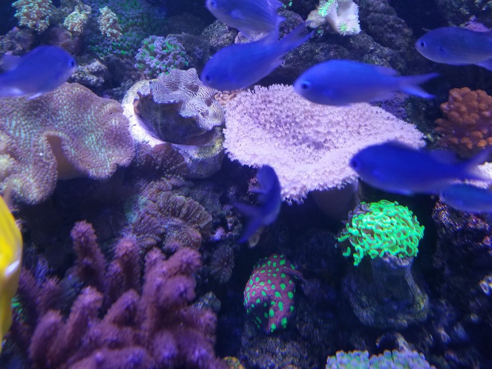 Chromis clam.jpg