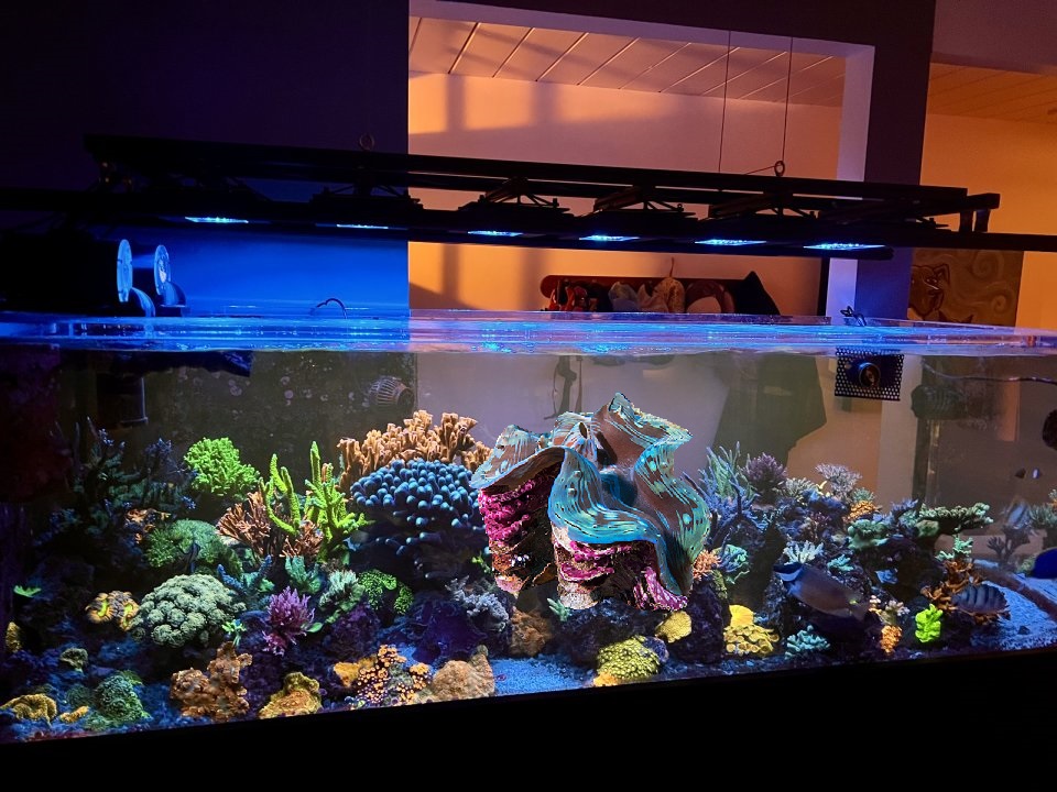 CLAM.jpg