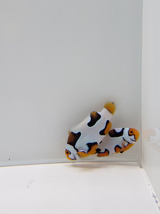 clown donation 2.jpg
