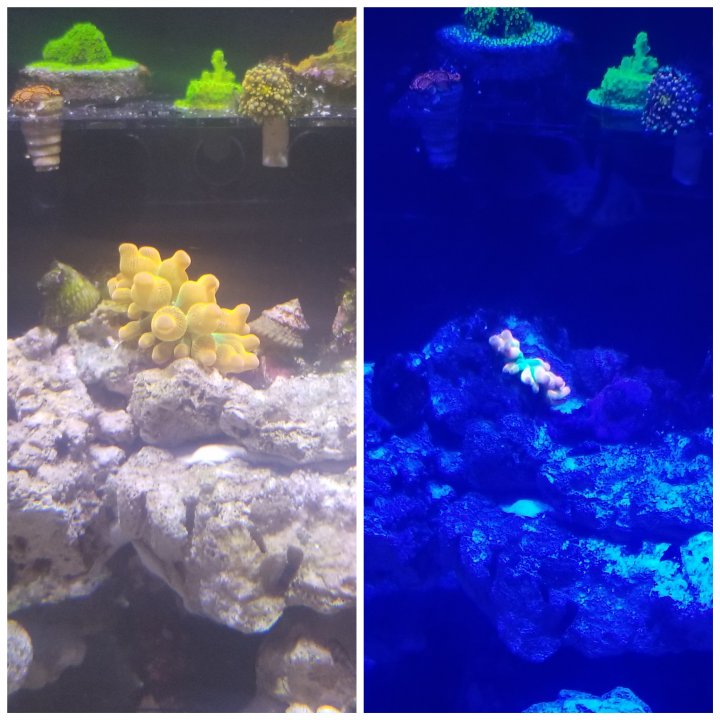 CollageMaker_20201017_181503092.jpg