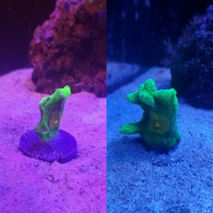 CollageMaker_20201227_143858369.jpg