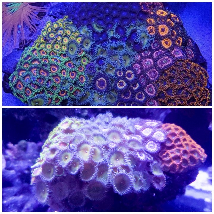 CollageMaker_20210521_210200039.jpg