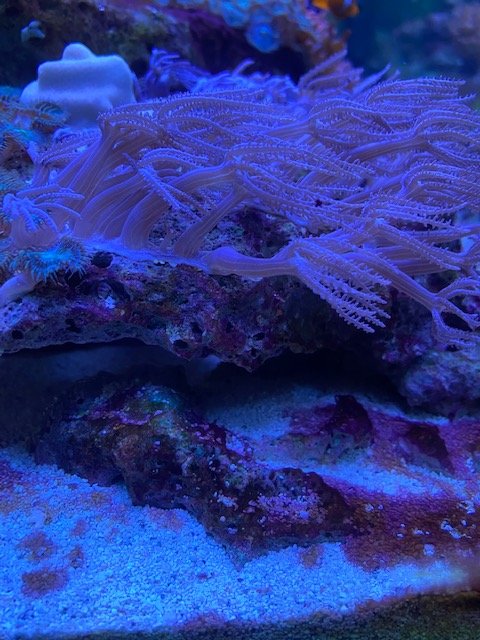 Coral 1.jpg