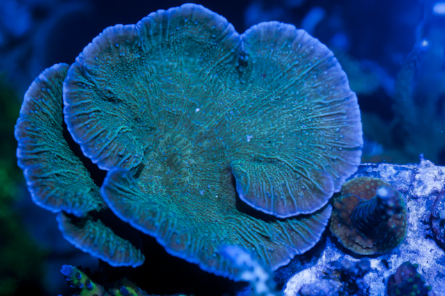 Coral-11.jpg