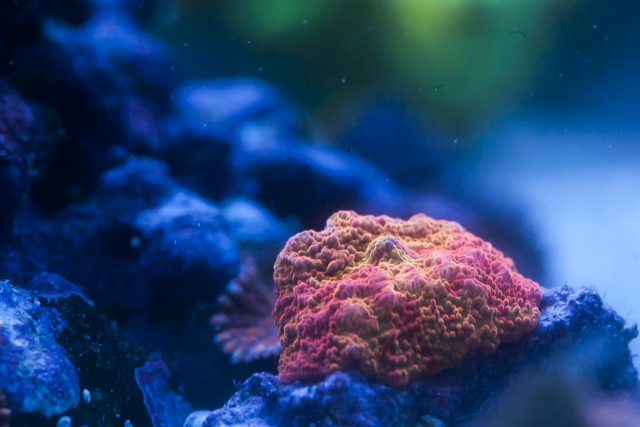 Coral-14.jpg