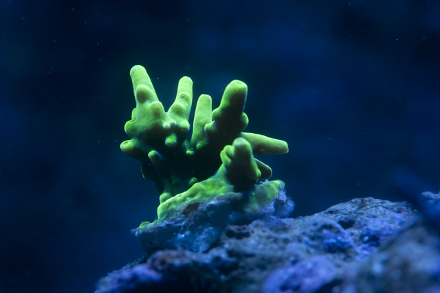 Coral-16.jpg
