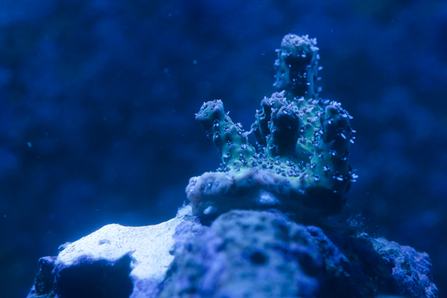 Coral-17.jpg