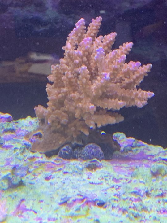coral 2.jpg