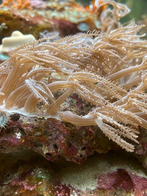 Coral 2.jpg