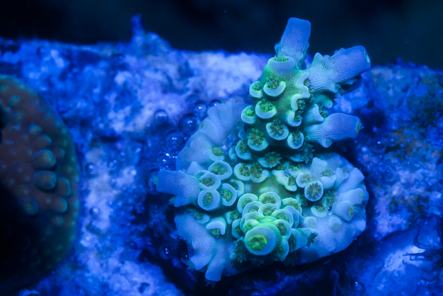 Coral-2.jpg