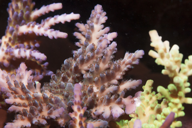 Coral-21.jpg