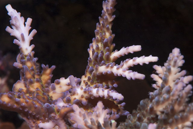 Coral-22.jpg