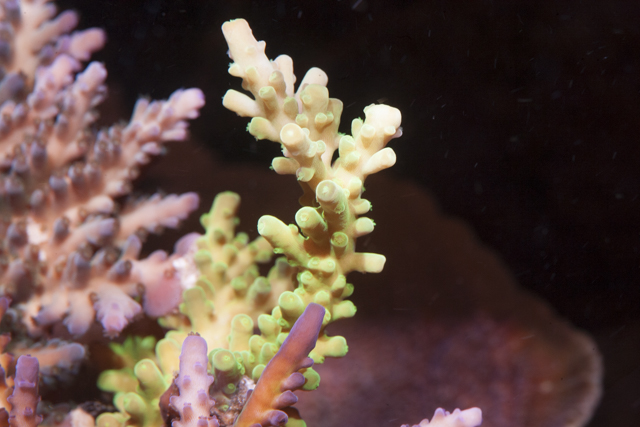 Coral-23.jpg