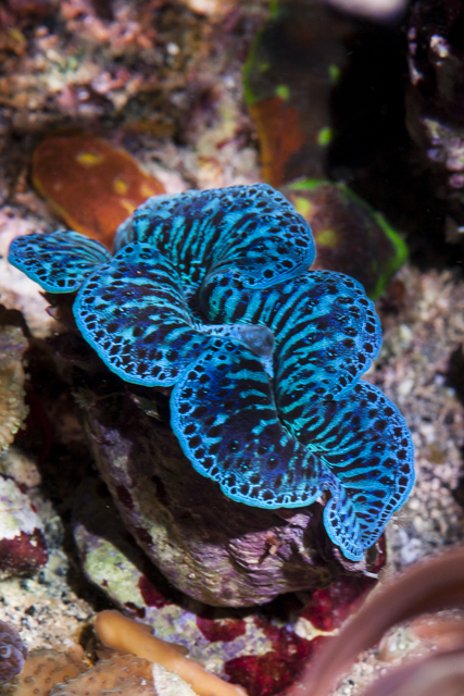 Coral-25.jpg