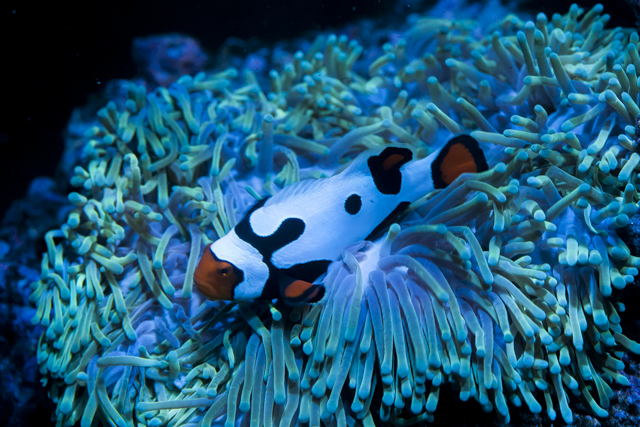 Coral-26.jpg