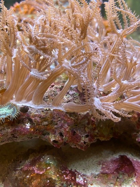 Coral 3.jpg