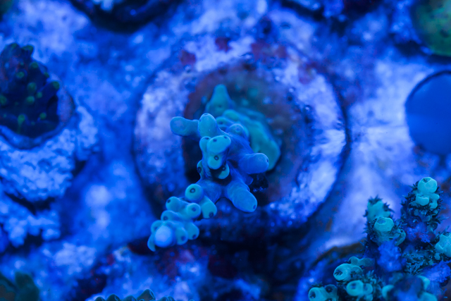 Coral-3.jpg