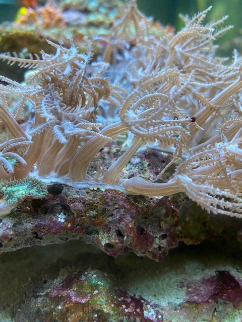 Coral 4.jpg