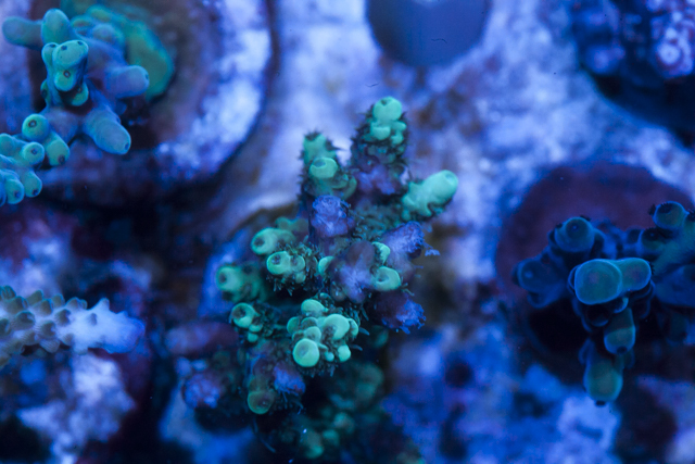 Coral-4.jpg