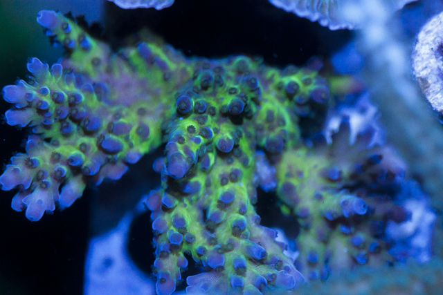 Coral-5.jpg