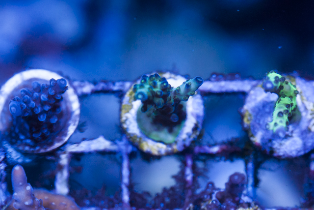 Coral-6.jpg