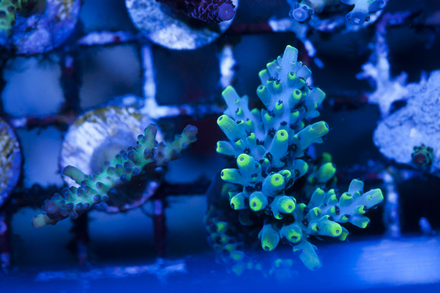 Coral-7.jpg