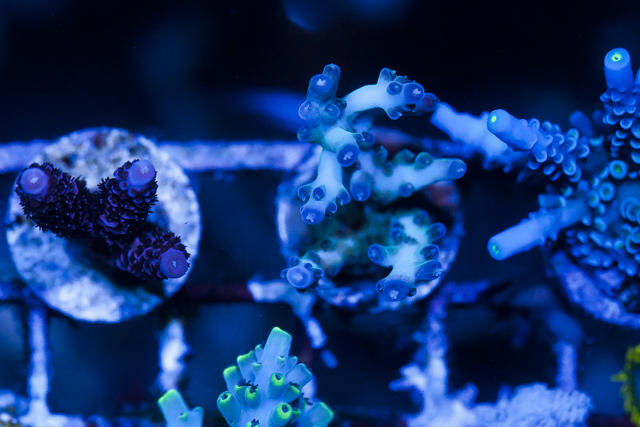 Coral-8.jpg