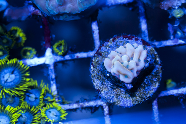 Coral-9.jpg