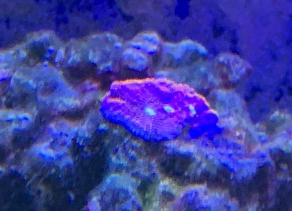 coral.jpg