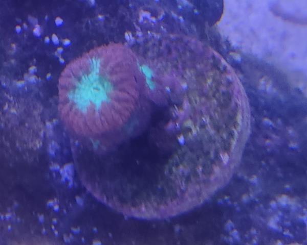 Coral_3.jpg