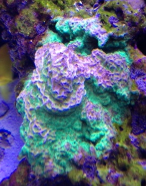 coral_rtnr4.JPG