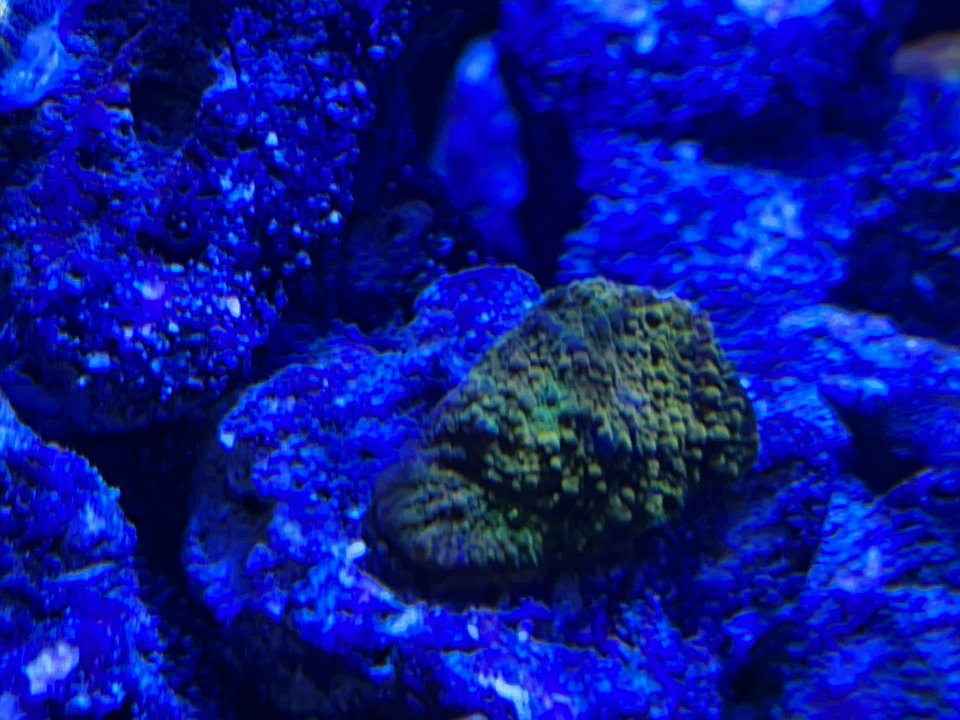 coralitos25.jpg