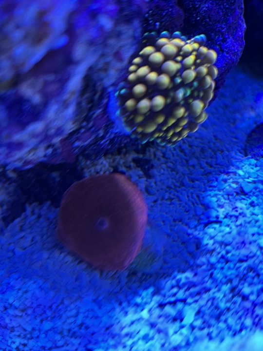 coralitos30.jpg