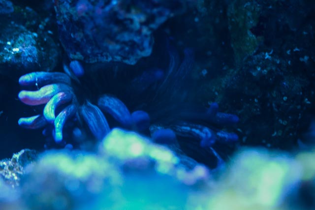 CoralPhoto-1-2.jpg